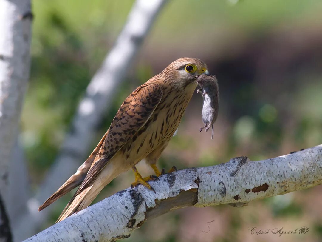 чем питается пустельга. обыкновенная пустельга самка. кобчик пустельга. кобчик пустельга. яйца сокола пустельги.