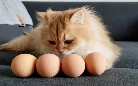 Котэ яичко где же птичка