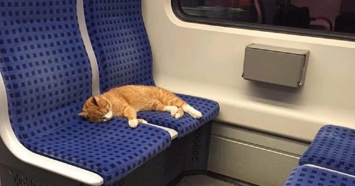 Кот железная дорога. Кот в поезде. Кот в электричке. Рыжий кот в поезде. Кот в вагоне поезда.