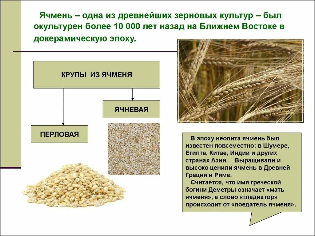 Ячмень содержит. Ячмень ячневая крупа перловка. Крупа ячменная вид перловая. Перловая крупа ячневая крупа. Зерновые культуры.