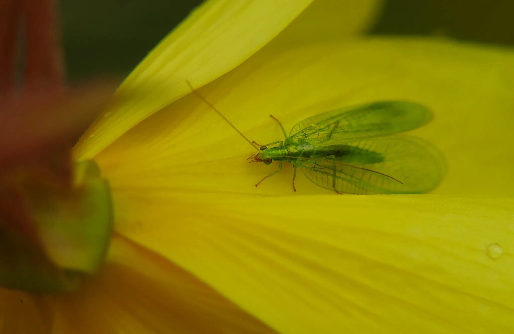 Зеленые летающие насекомые. Жук златоглазка. Драгонфлай стрекоза. Маленькая зеленая мушка. Насекомые с зелеными крылышками.
