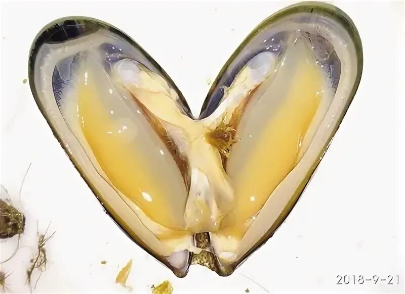 Анадара моллюск. Защита моллюсков. Моллюски защита сердца.