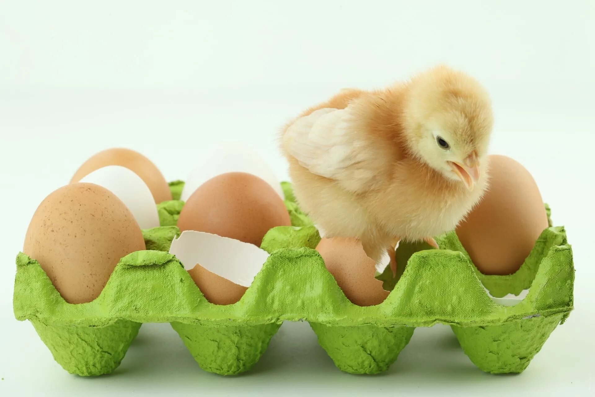 В каких яйцах есть цыплята. Яйцо цыпленок. Курица с яйцами. Цыпленок вылупился. Вылупившиеся цыплята.