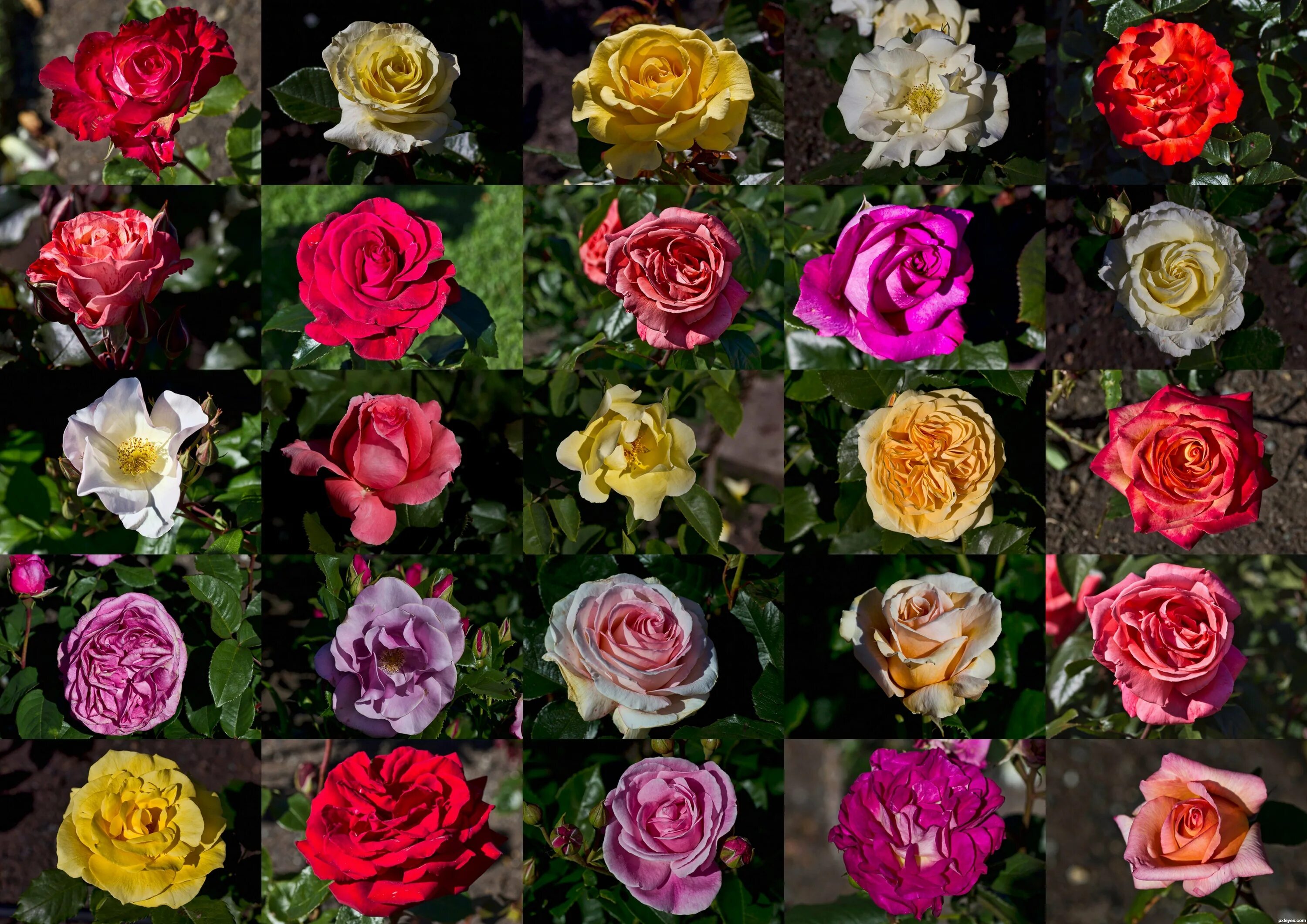 Сорта подмосковных роз срезка. Сорта роз срезка. Какие есть розы по цвету