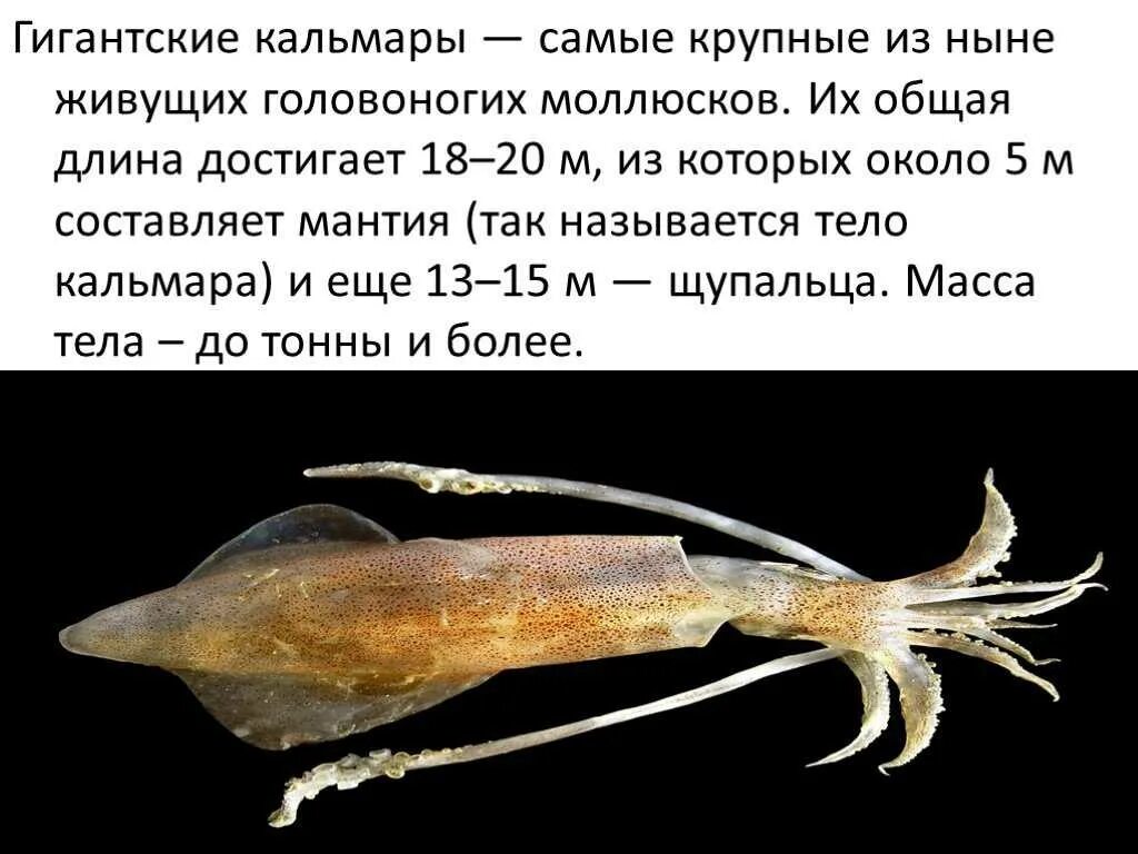Головоногие моллюски гигантский кальмар. Интересные факты о кальмарах. Кальмар информация. Сообщение о кальмаре. Известно что обыкновенный кальмар десятиногий головоногий моллюск