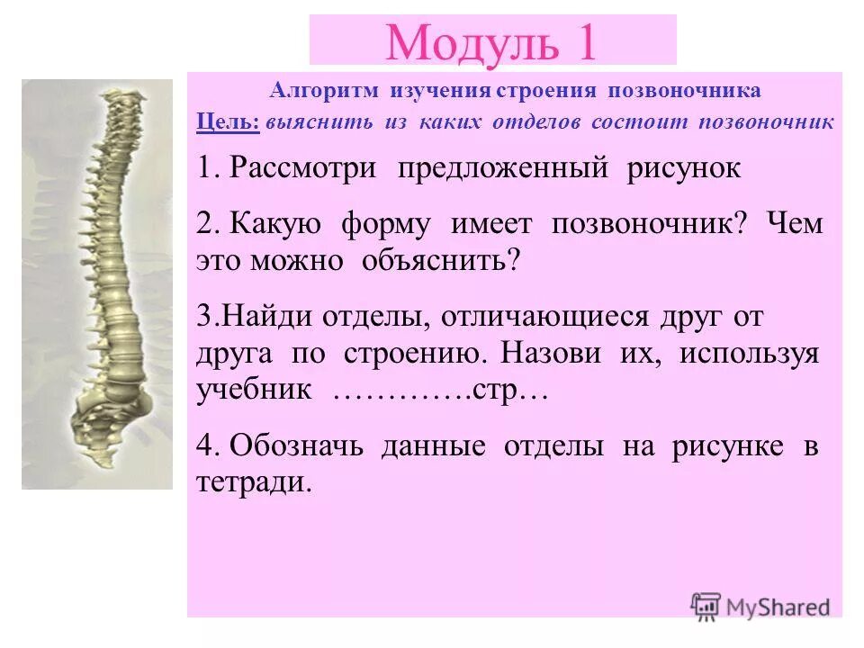 Грудной отдел позвоночника особенности. Особенности строения позвоночника человека. Позвонки человека лабораторная работа. Лабораторная работа: строение позвоночника. Лабораторная работа изучение строения позвоночника.