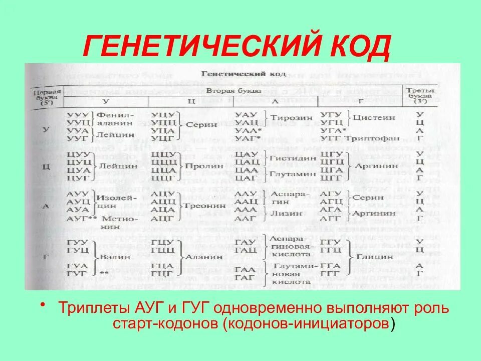 4 аминокислоты днк