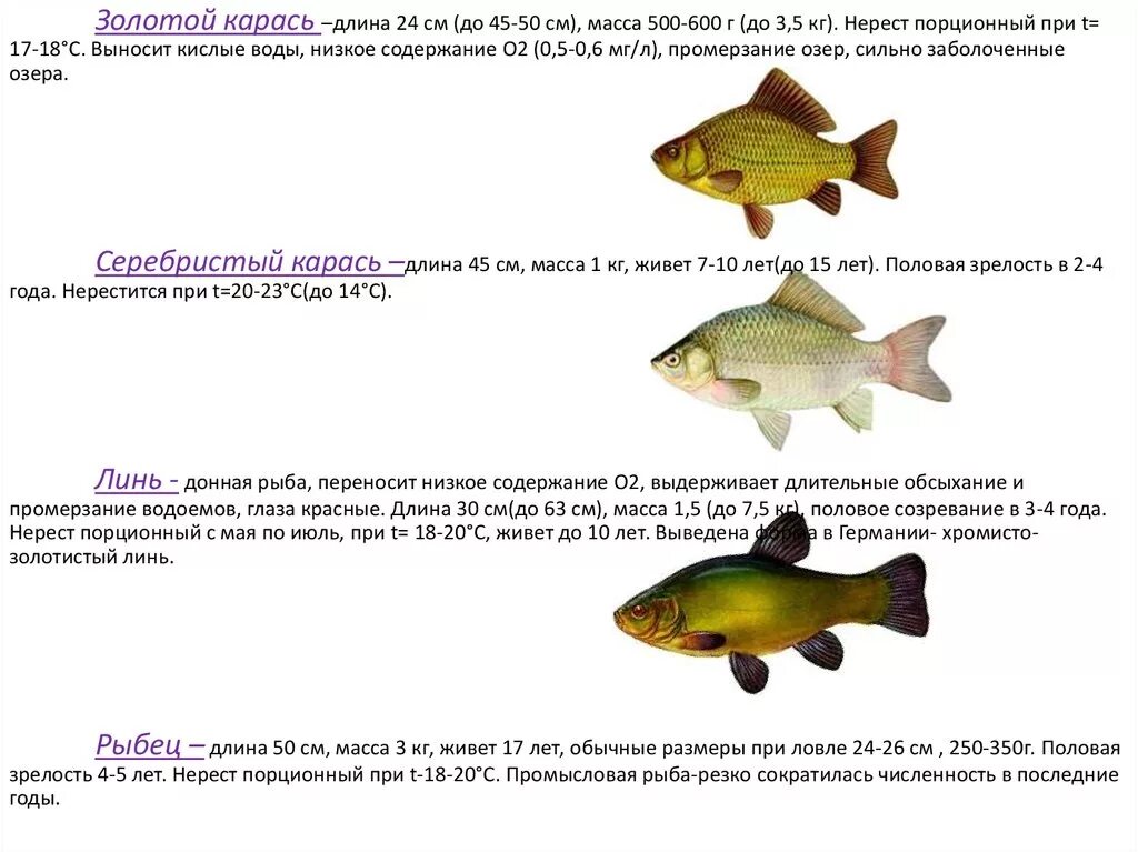 Вес карася по длине. Растительноядные рыбы в аквакультуре. Пересказ золотой Линь. Карась соотношение длины и веса.