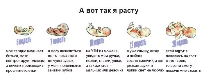 Признаки мальчика при беременности. Кто раньше начинает шевелиться в животе мальчик или девочка. Кто начинает раньше шевелиться мальчики или девочки. Ребенок справа в животе кто. Ребенок в животе пол ребенка.