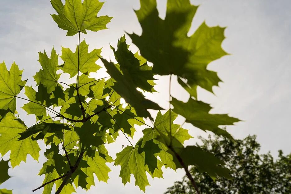 Maple stock image. Image of park, maple, garden, tree - 46469063