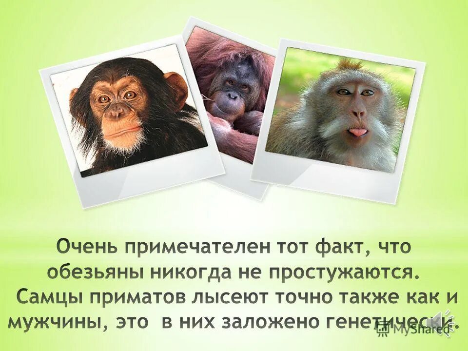 План по литературе 3 класс обезьянка. Интересные факты про обезьян. Интересные факты о обезьнках. Интересные факты о шимпанзе. Интересные факты про обезьян для детей.