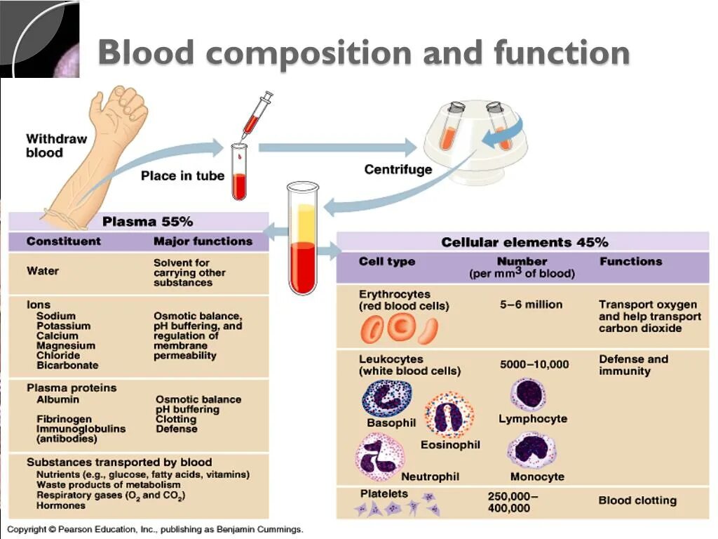 Blood Composition and function. Functions of Blood. Blood components. Blood Physiology functions.