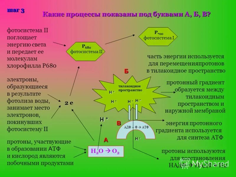 возбуждение хлорофилла в фотосистеме 1