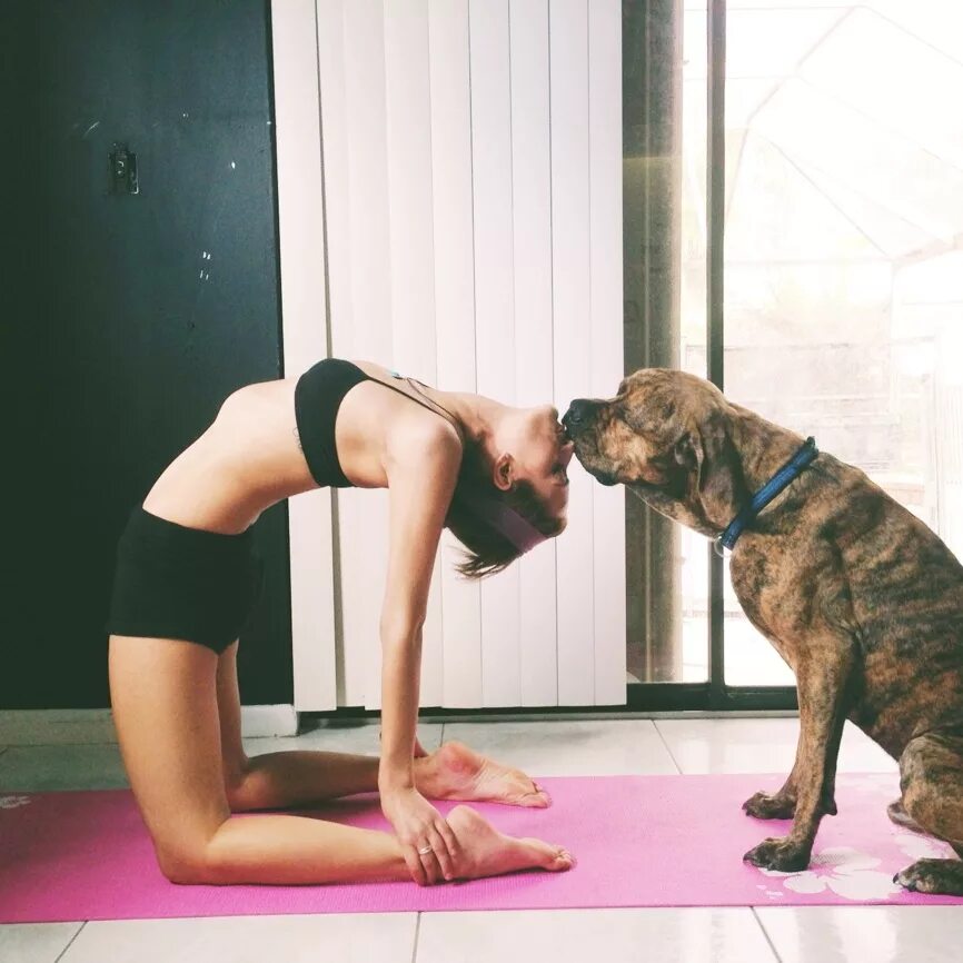 Йога животные. Животная йога. Фитнес для собак. Домашняя собака фитнес. Йога с животными