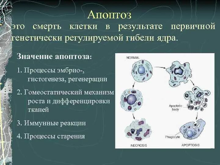 Апоптоз. Апоптоз клетки. Механизмы реализации апоптотической гибели клетки. Апоптоз клетки механизм. Апоптоз клеток это