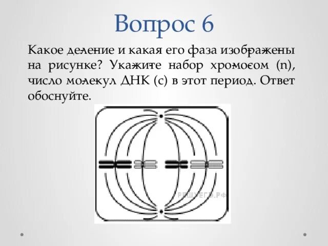 Фазы деления исходной диплоидной клетки. Определите тип и фазу деления клетки. назовите тип и фазу деления. деление исходной диплоидной клетки. тип и фазу деления исходной диплоидной клетки.