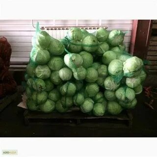Капуста прикамье займ