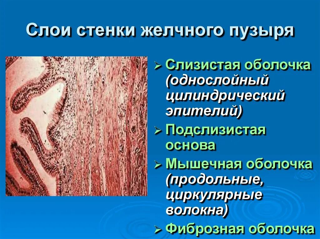 Оболочки желчного пузыря. Строение слизистой оболочки желчного пузыря гистология. Слизистая оболочка общего желчного протока выстлана эпителием. Стенка желчного пузыря образована оболочками:. Строение стенки желчного пузыря анатомия.