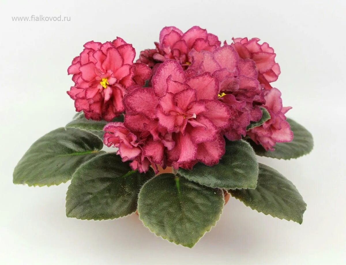 сорт роскошь. сорт роскошь. фиалка ав роскошь. сорт фиалки богема. фиалка ле золотой дракон.