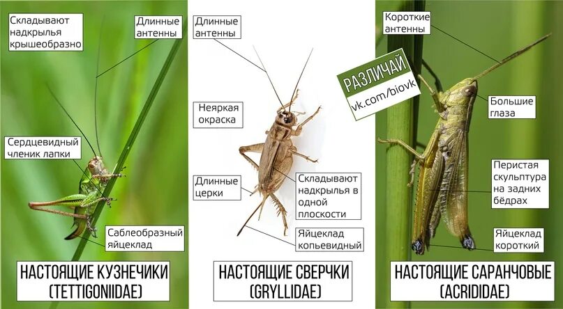 Певчий кузнечик тип развития