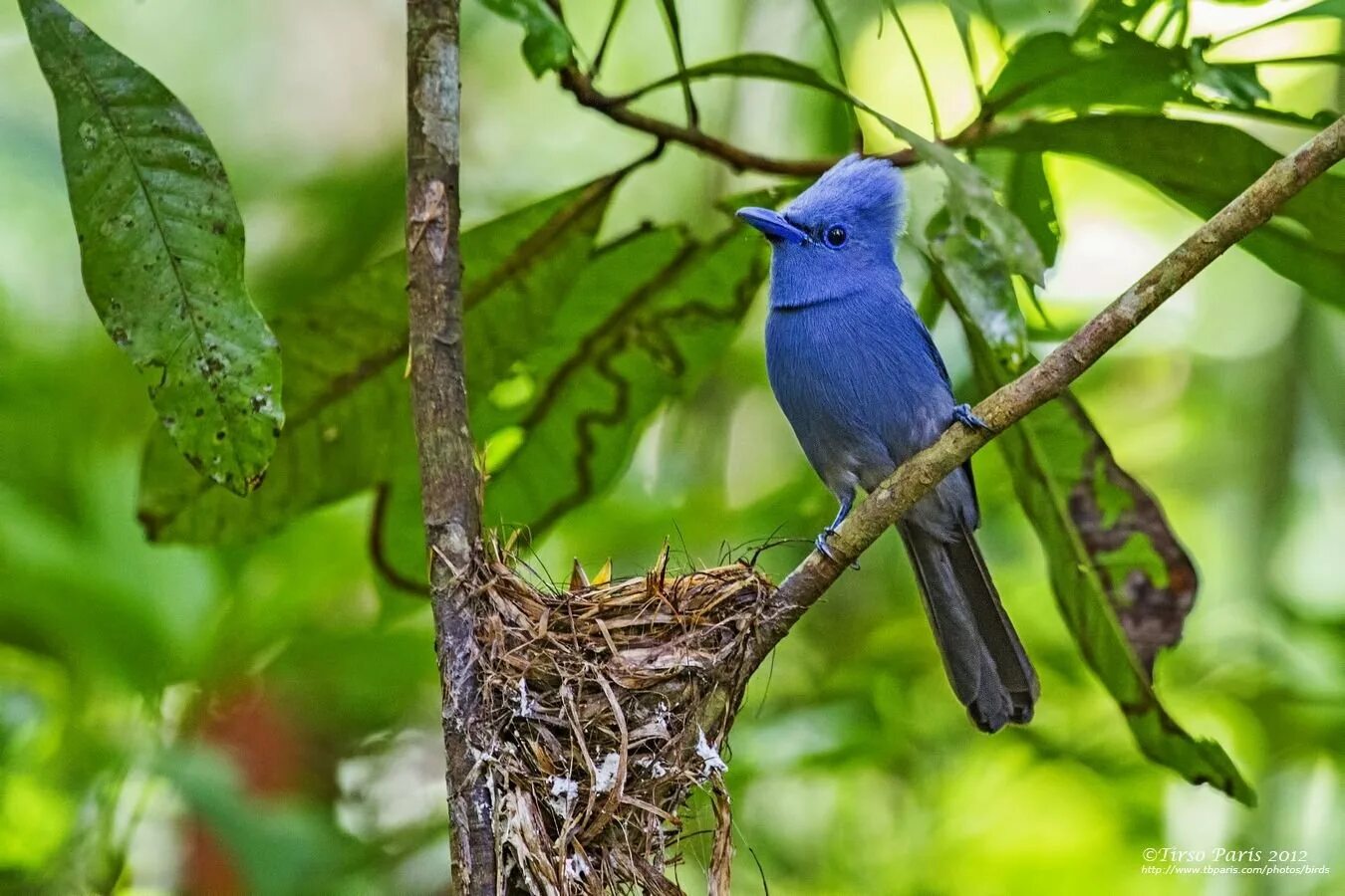 Вьюнок птичка. Вьюн птичка. Вьюн птица. Японская райская мухоловка. Юрок дальнего востока.