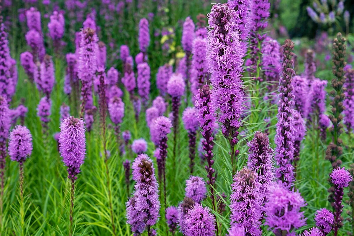 Amazon.com: Spring Flower Bulbs
