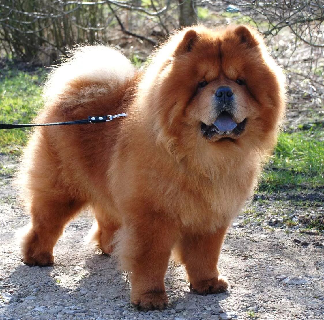 Чау-чау Chow chow puppy, Fluffy dogs, Cute dogs