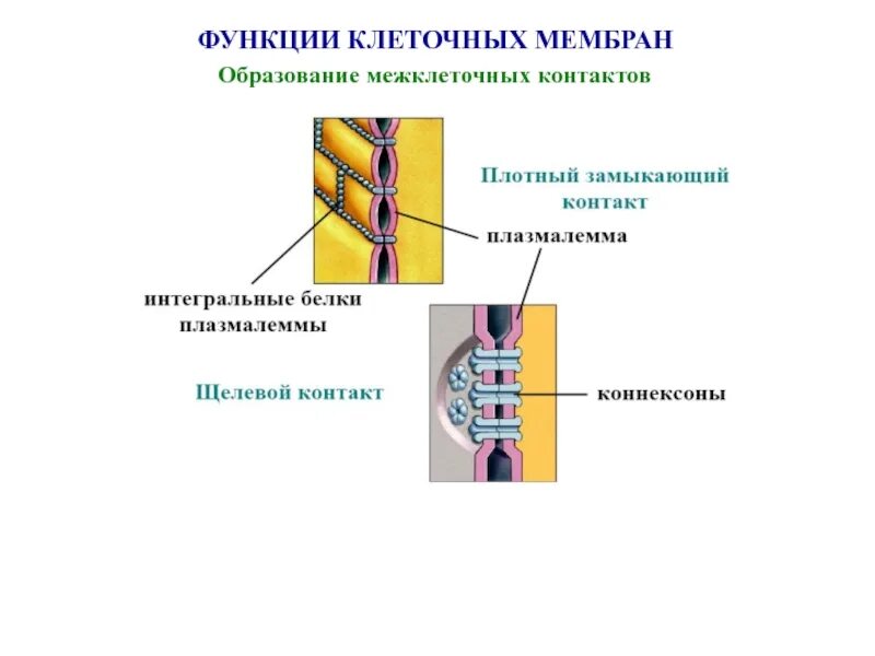 Схема строения межклеточных контактов гистология. Межклеточные контакты функции мембраны. Образование межклеточных контактов функция мембраны. Десмосомы соединение клеток.