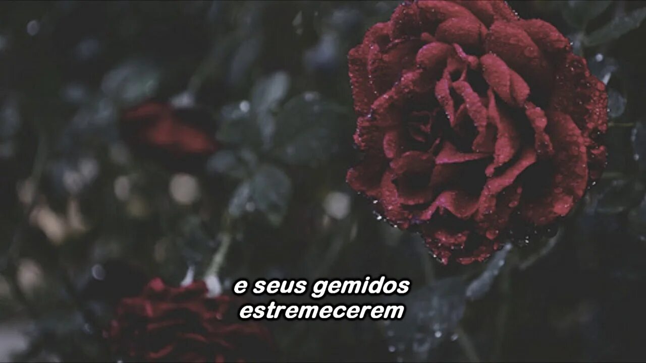 The dark flower. Дарк роуз эстетика. розы тумблер. aesthetic розы. эстетика букет цветы темный.