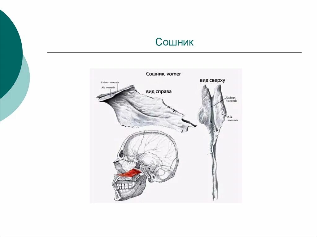 Где сошников. Сошник анатомия строение. Сошник кость анатомия человека. Сошник анатомия человека кости черепа. Строение носа сошник.