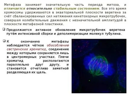 Занимать значительную роль