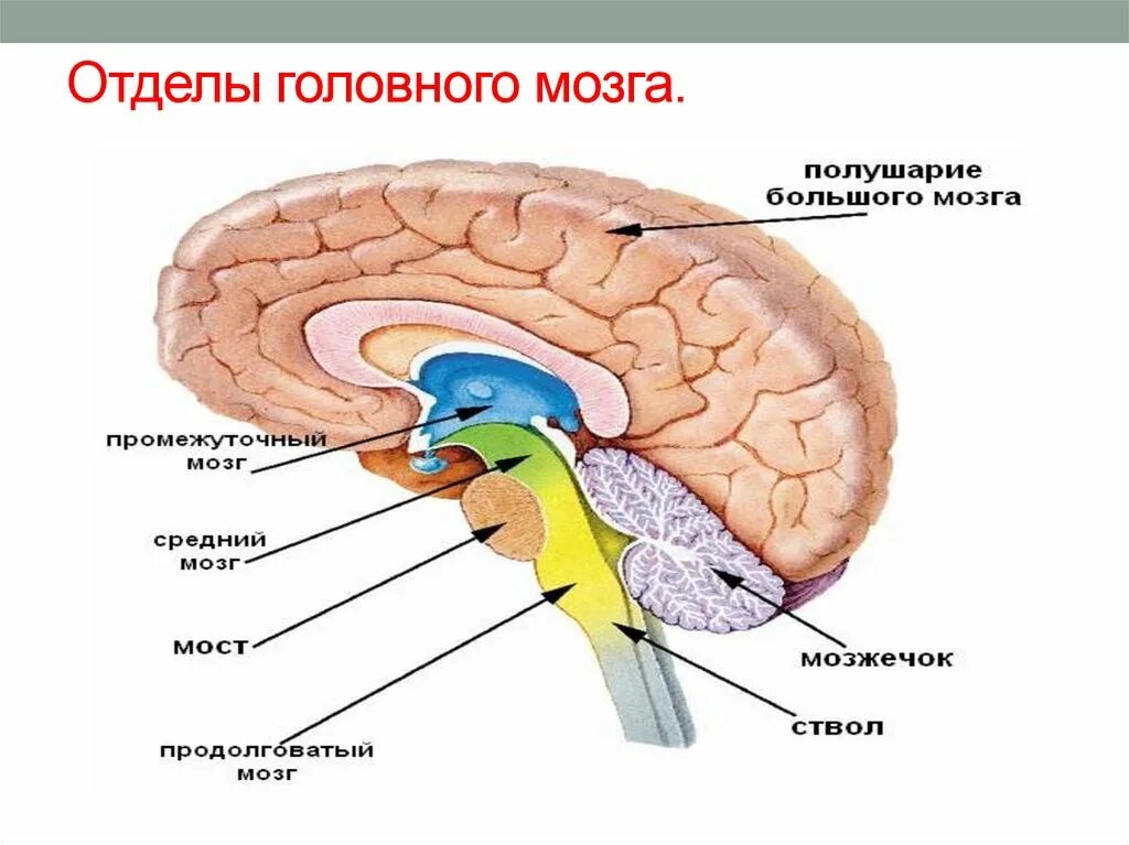 Отделы головного мозга и их функции. Последовательность отделов головного мозга. Классификация отделов головного мозга. Рис 80 структуры головного мозга. Сколько отделов в головном мозге.