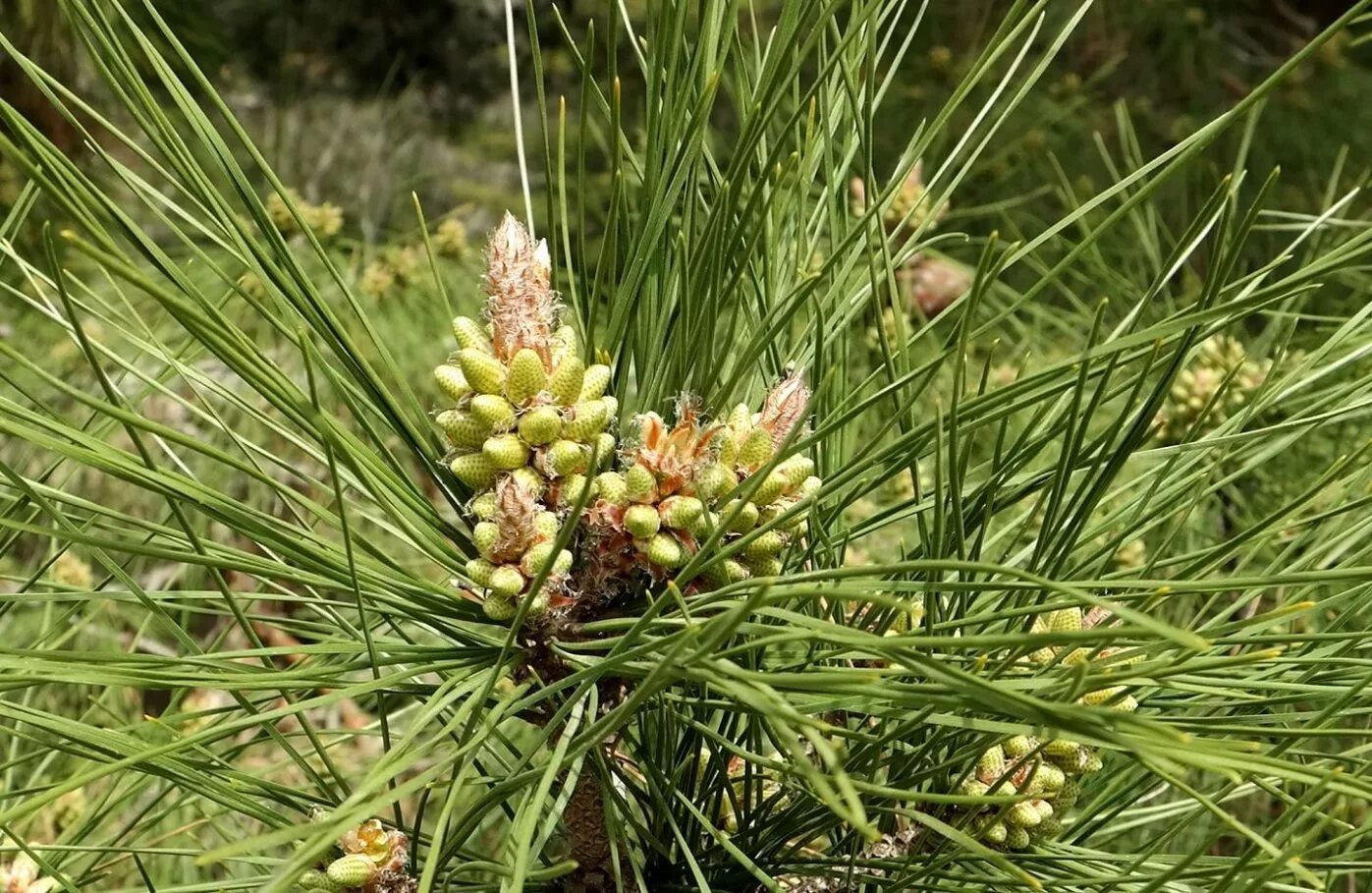 Pinus pityusa. Сосна Pinus pityusa. Пицундской сосны (Pinus pithyusa). Сосна Пицундская шишка. Сосновые порядок хвойные
