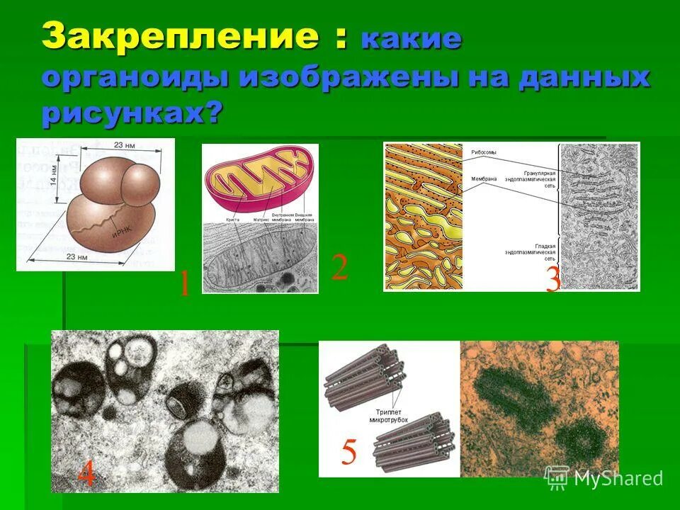 Какие клетки появились первыми