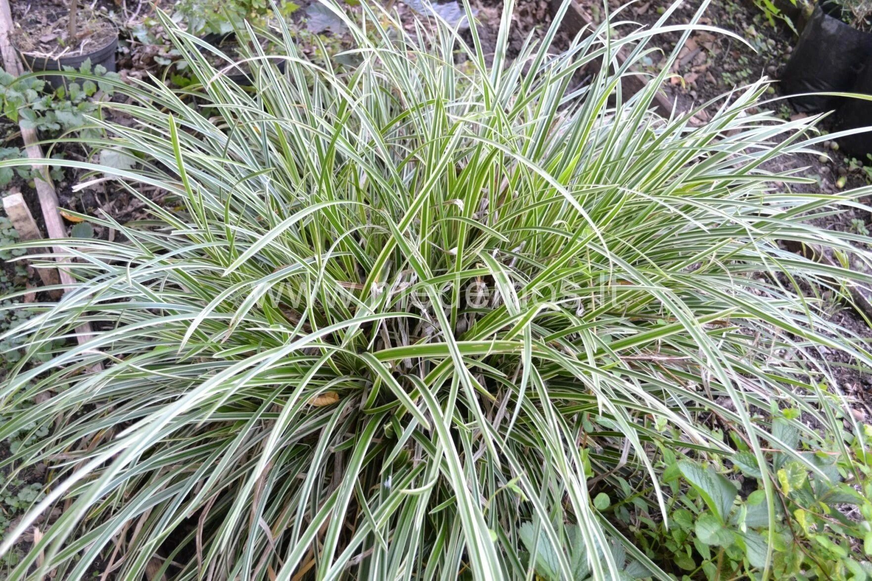 Carex omskiana - Image of an specimen - Plantarium