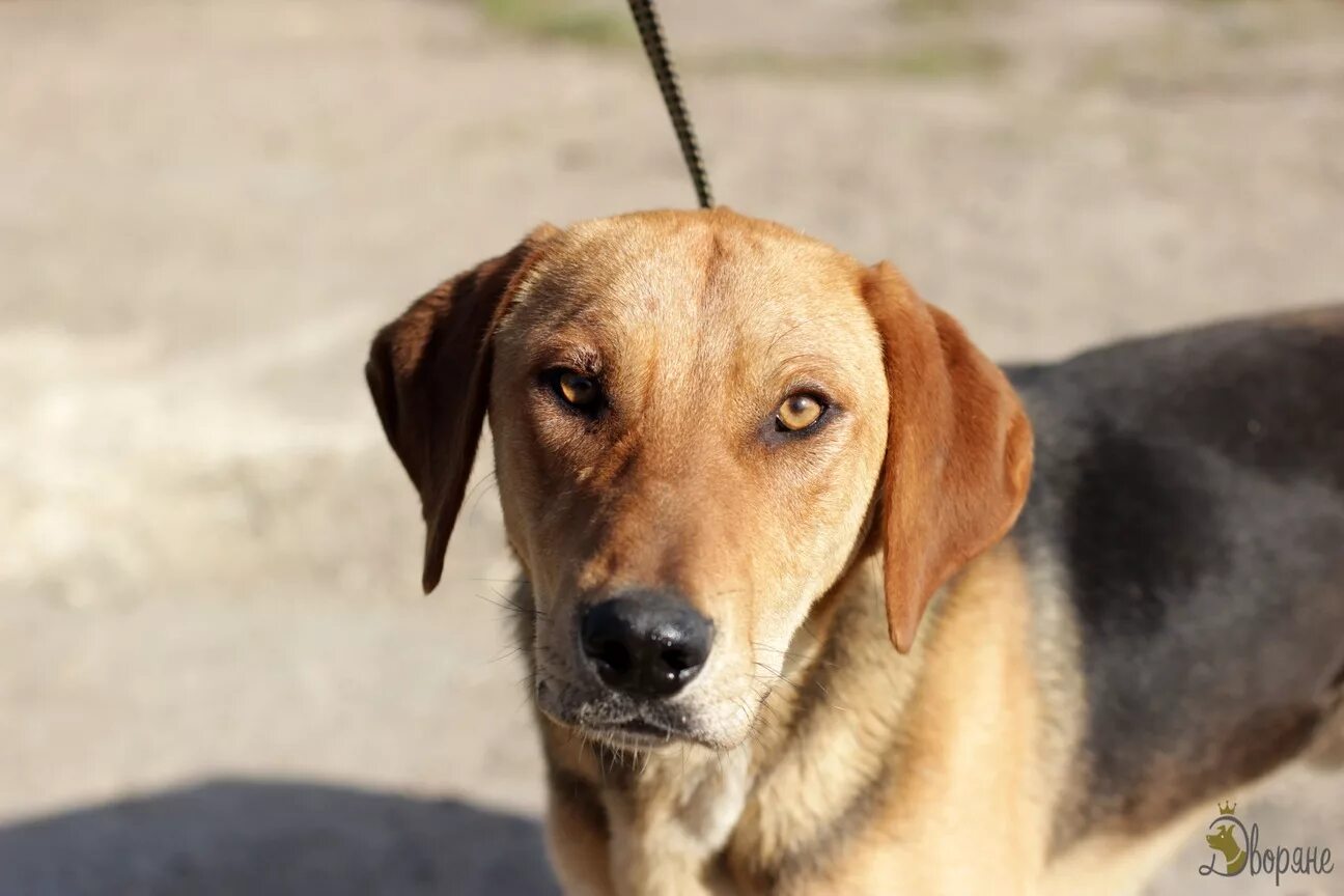 эстонская гончая собака. гончи. русская гончая пегая гончая. гончая пегая борзая. московская гончая щенок.