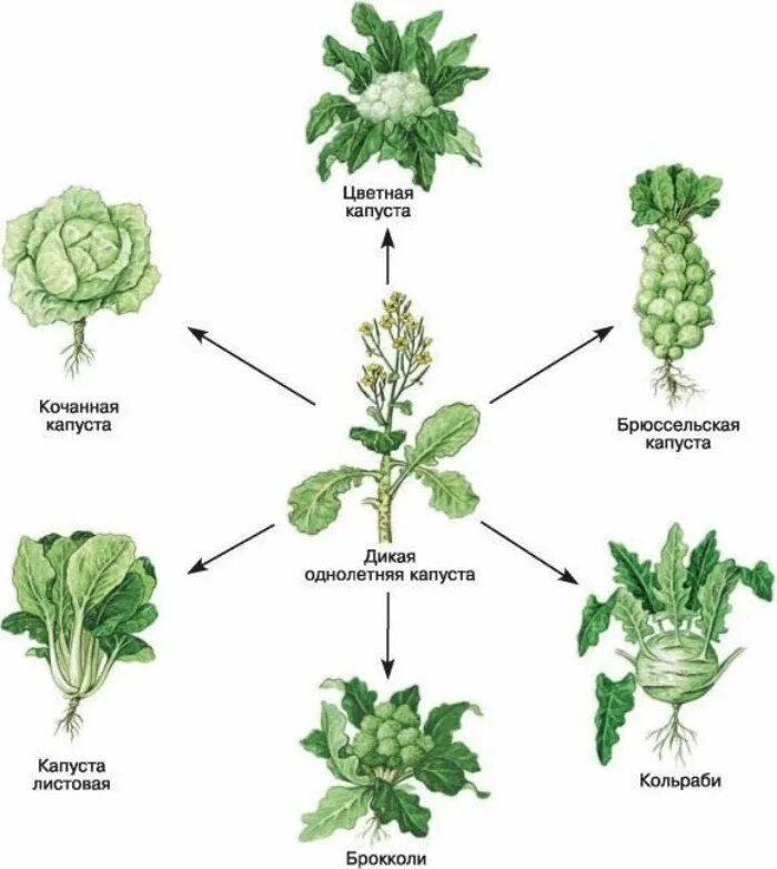 Дикий предок капусты белокочанной. Селекция растений отбор схема. Сорта капусты искусственный отбор. Сорта капусты от дикого предка.