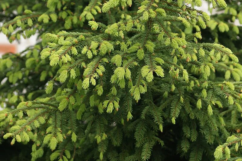 Ель европейская. Ель европейская Picea Abies. Род ель (Picea).. Picea plantarium.