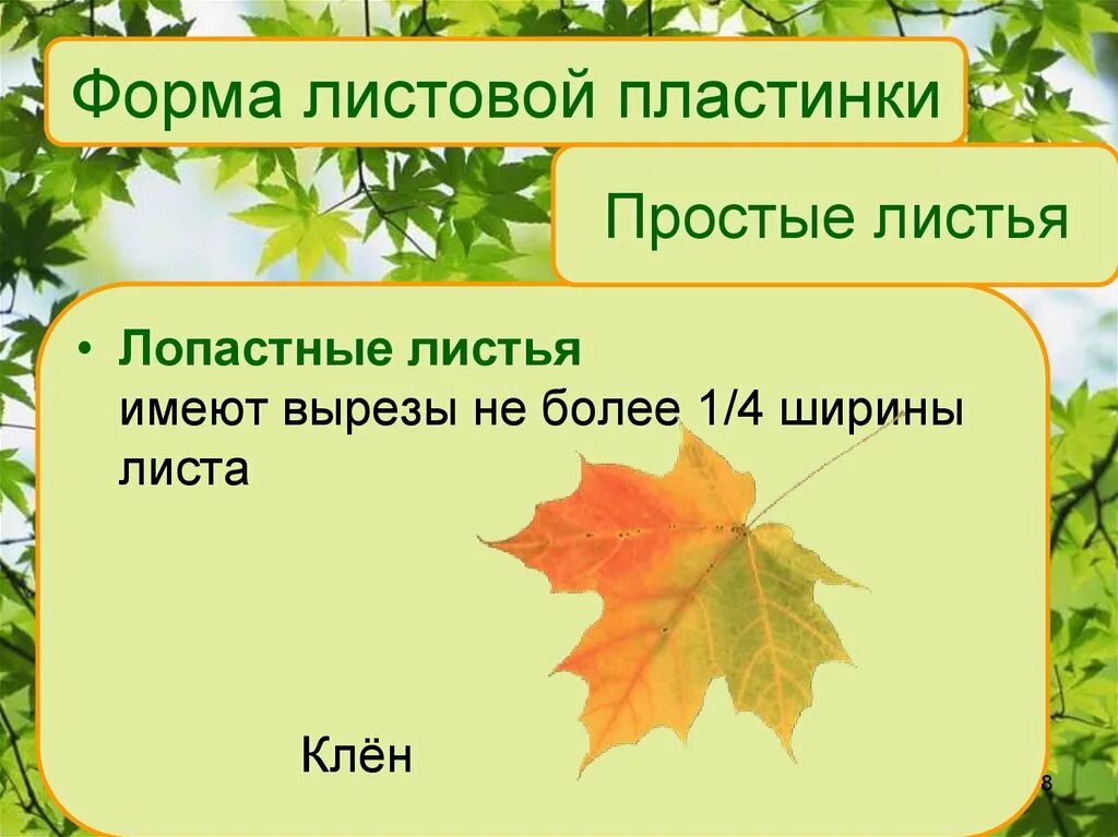 Части раздельного листа. Лист клена форма листовой пластинки. Форма листовой пластинки клена остролистного. Форма основания листа клена. Форма края листовой пластинки клена.