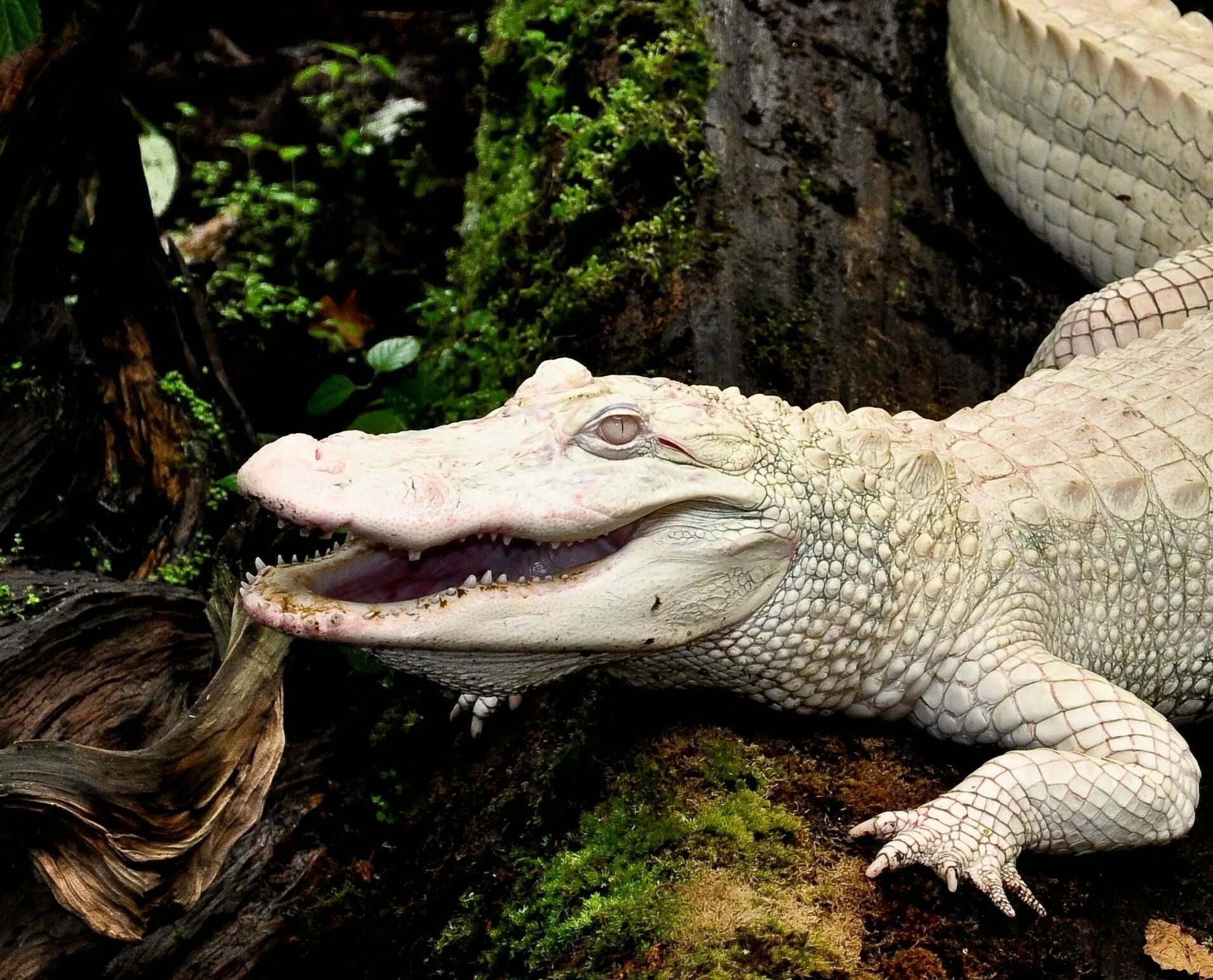 Крокодил про животных. Миссисипский Аллигатор альбинос. Белый Аллигатор альбинос. Крокодил Аллигатор альбинос. Гребнистый крокодил альбинос.