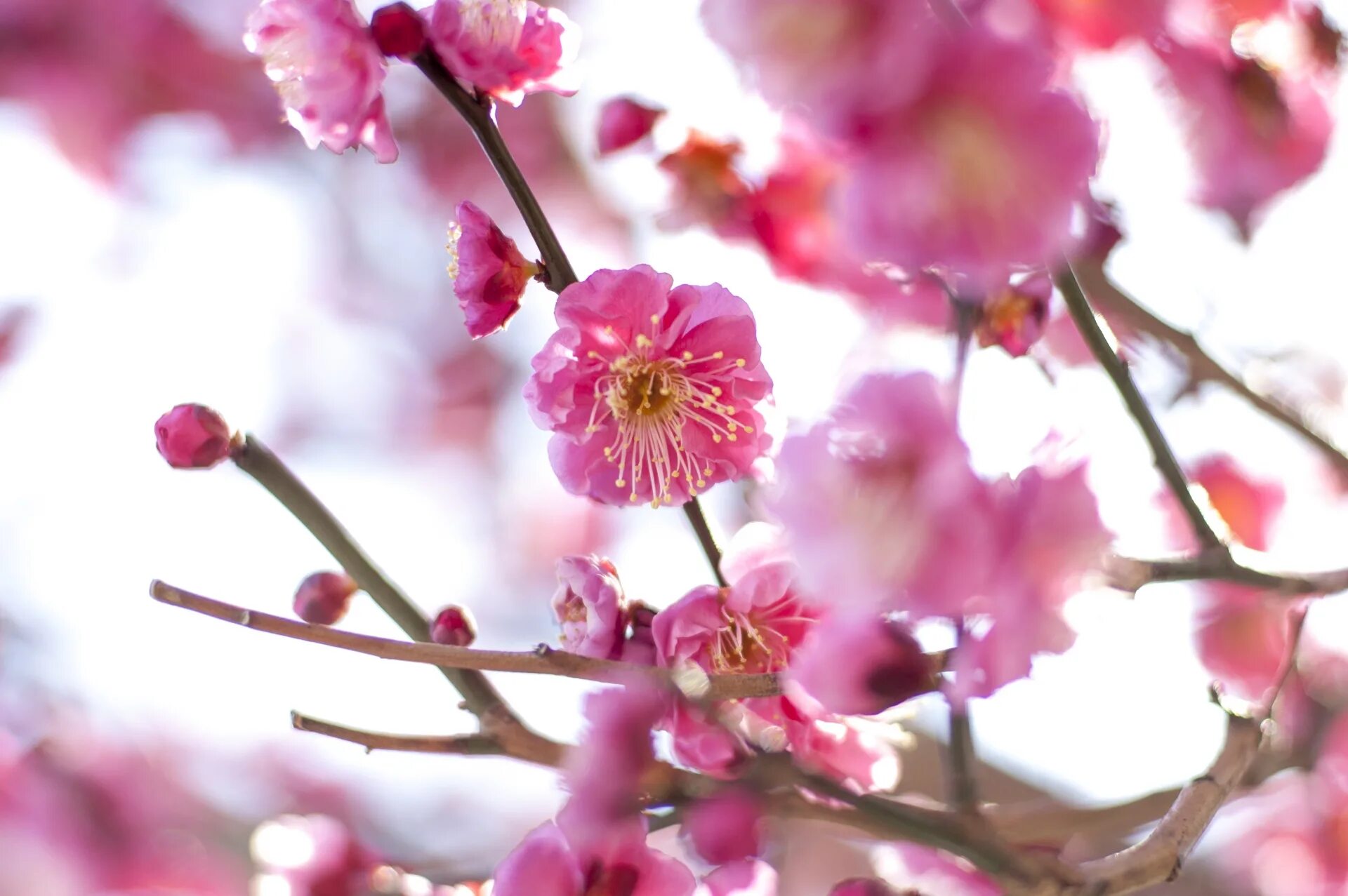 Plum blossom. Plum Blossom Thirteen. Plumflower. 梅梅 tumblr.