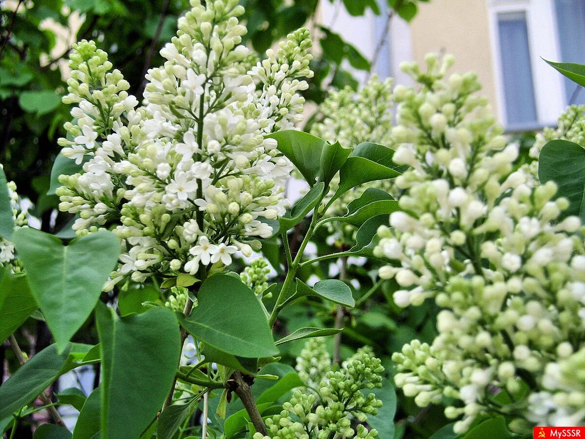 Советской сирени. Круглая сирень белая. Духи белая сирень. FUNDERMAX 2286 White Syringa.