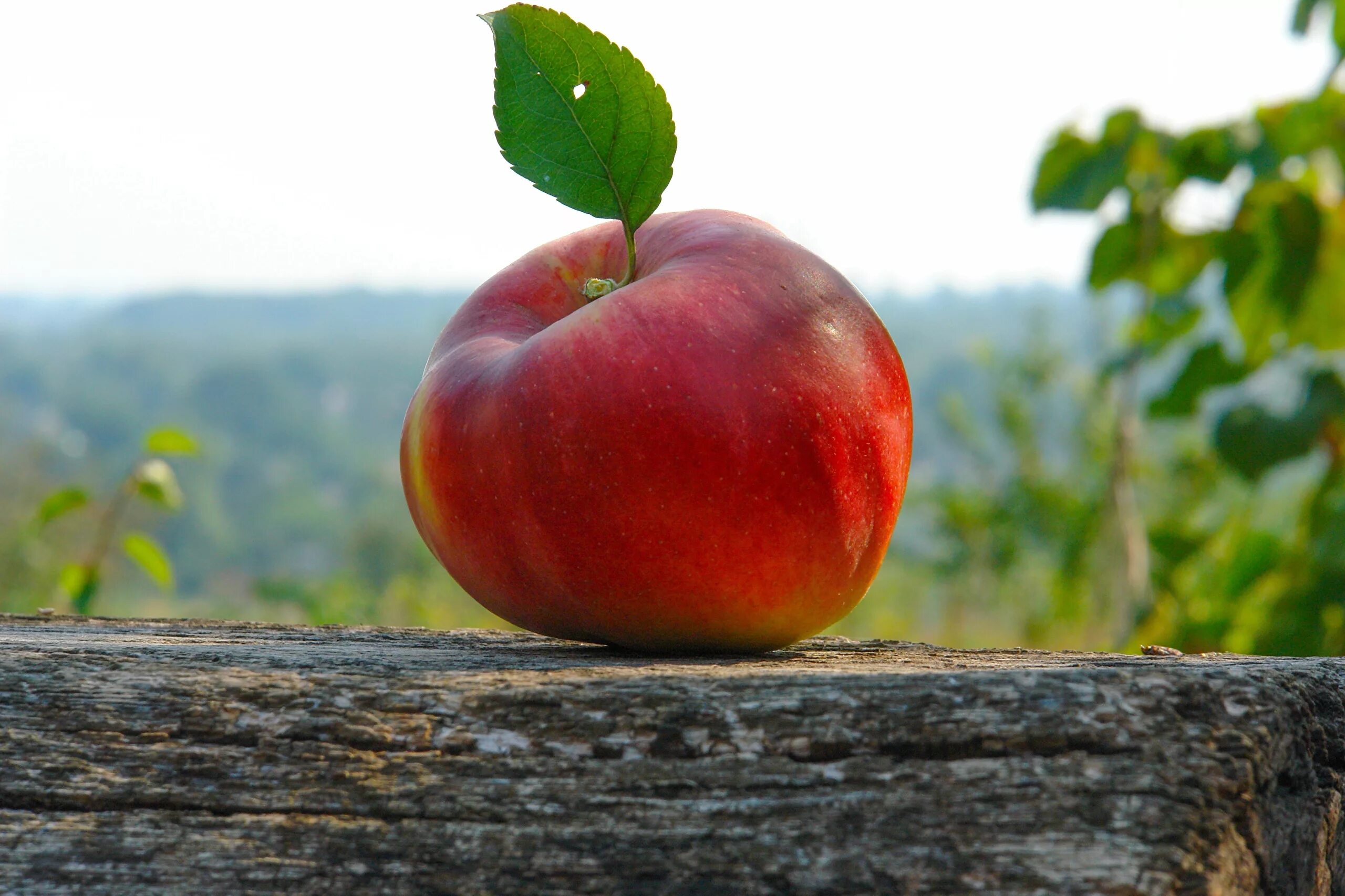 Видеть во красные яблоки. Яблоня соковое 3. Яблоки красные. Яблоко фото. Недоспелое яблоко.