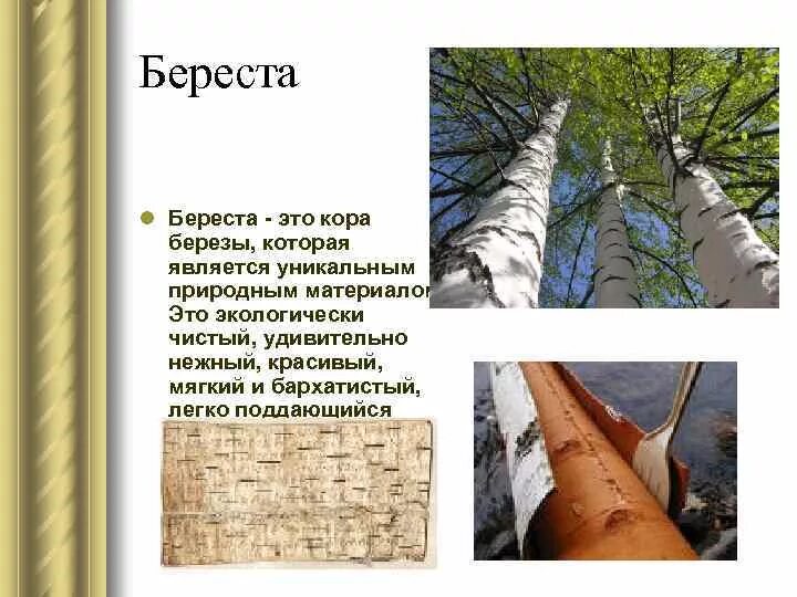 Верхний слой коры березы. Какое из перечисленных ниже свойств коры березы. Характеристика бересты. Какое из перечисленных ниже свойств коры березы. Письменность на бересте.
