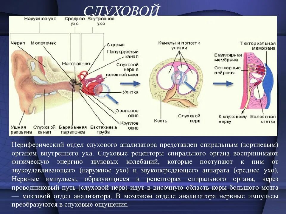 Слуховой нерв какой отдел. Рецепторный отдел слухового анализатора представлен. Где располагаются рецепторы слухового анализатора. Рецепторы слухового анализатора находятся. Строение рецепторов слуховых ощущений.