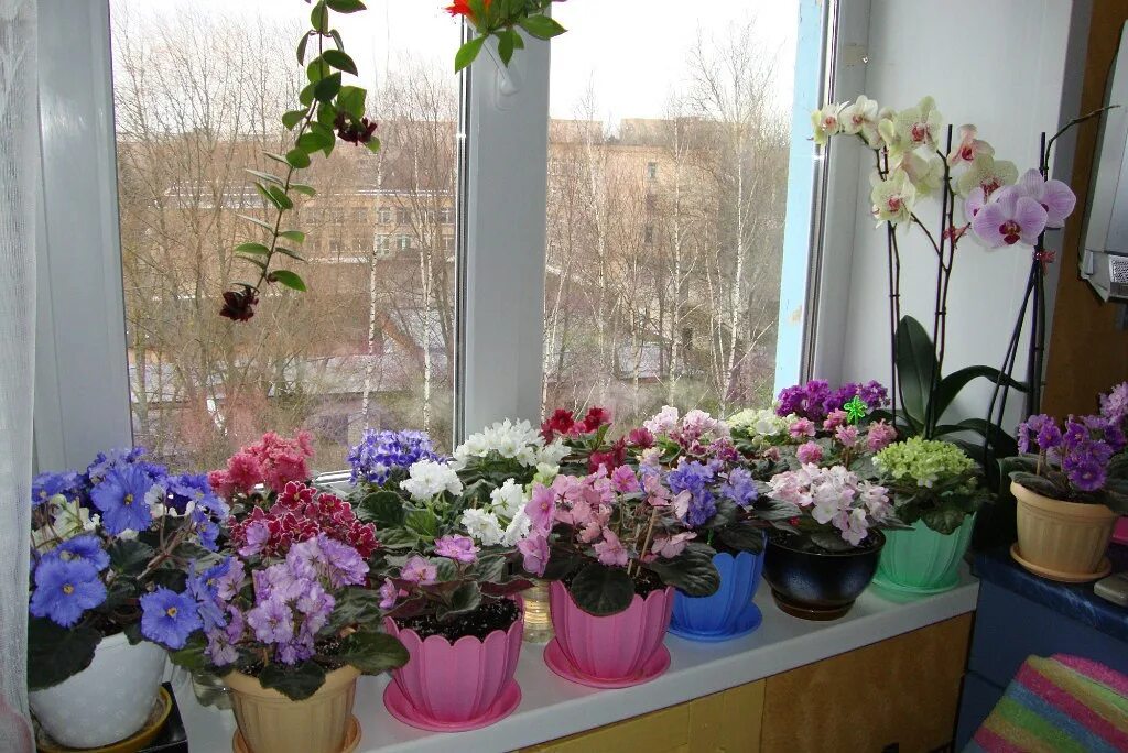 Комнатные растения для южных окон. Комнатные растения на окне. Фиалка в горшке. Комнатные цветы на подоконнике. Комнатные растения на окне.