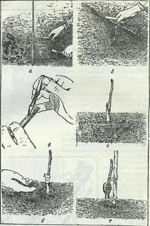 Яблоня черенками весной