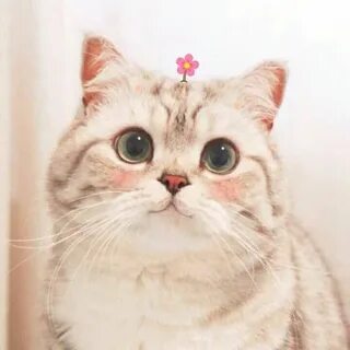 Котик гато