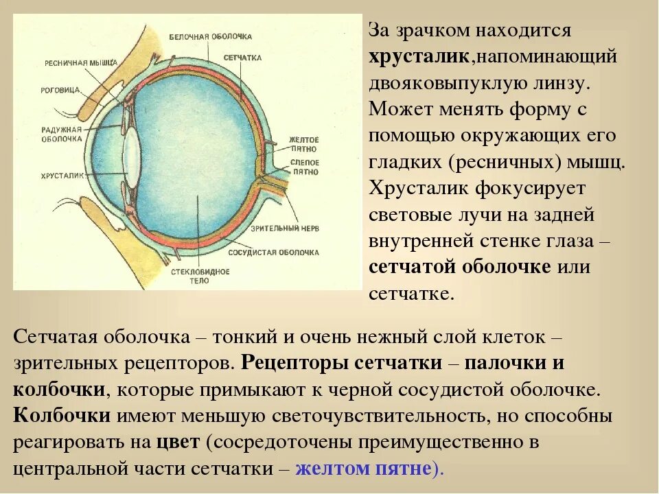 Слепое пятно глаза это. Жёлтое пятно глаза функции. строение глаза желтое пятно. орган зрения слепое пятно. структура глаза слепое пятно.