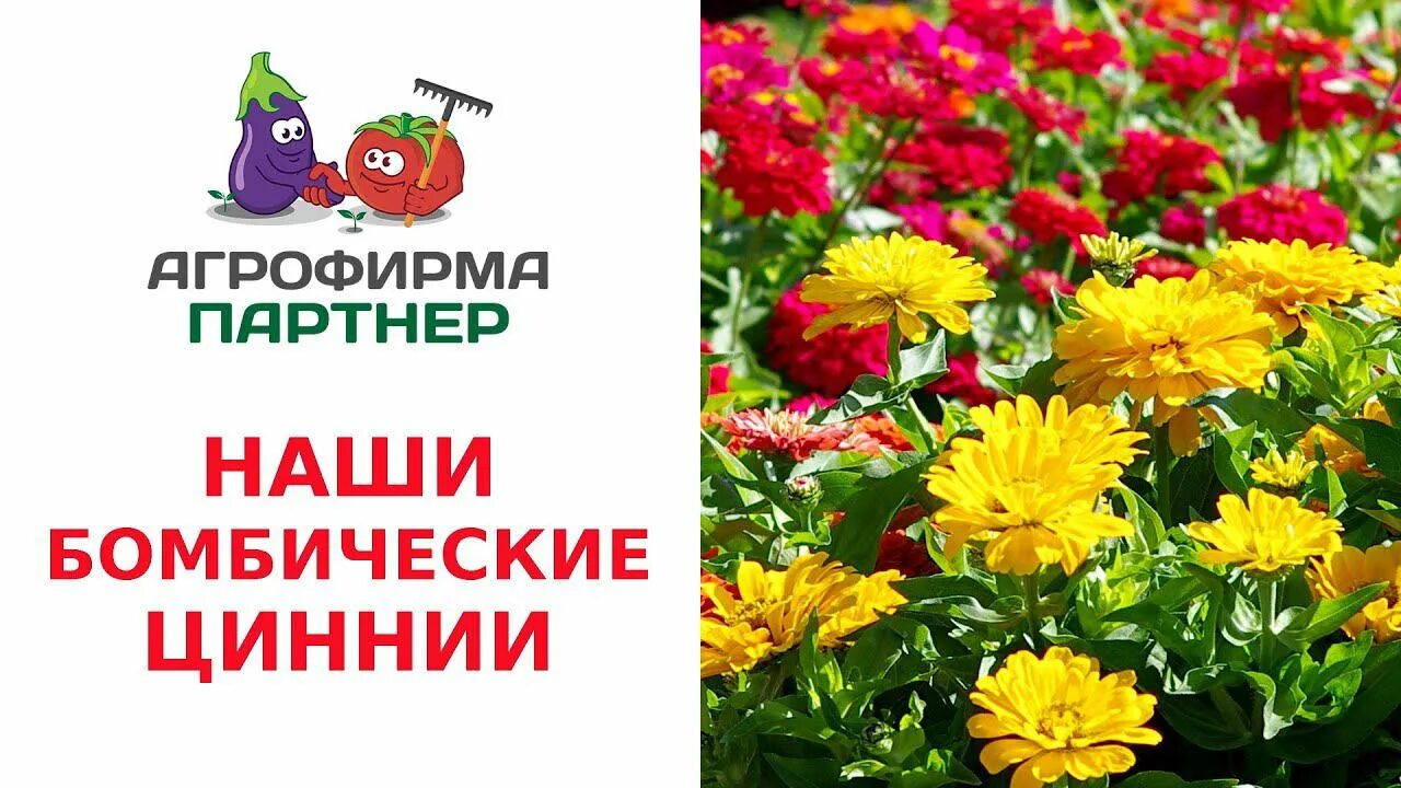Циния персидский красный партнер. Цинния нью-йоркер семена партнера. Циния подарок маме. Циния фирмы партнер. Цинния махровая малиновый щербет.